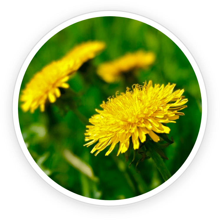 dandelion